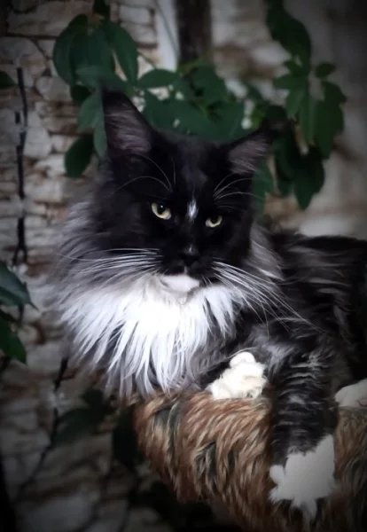 Mainsky myvaly luxusni kocour s PP