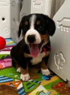 Entlebušský salašnícky pes