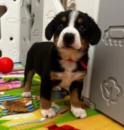 Entlebušský salašnícky pes