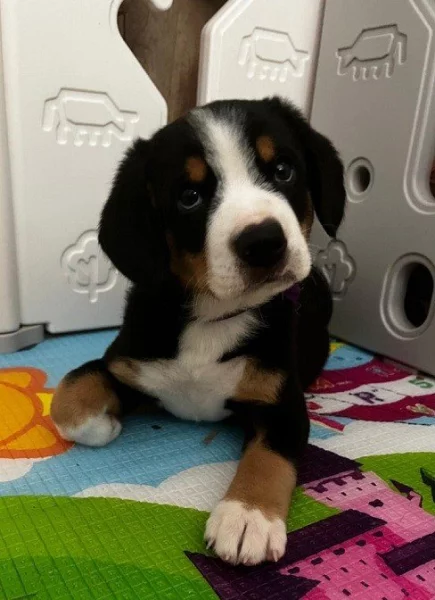 Entlebušský salašnícky pes