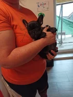 Francouzky buldoček