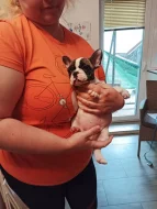 Francouzky buldoček