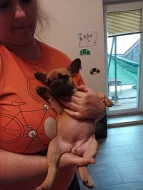 Francouzky buldoček