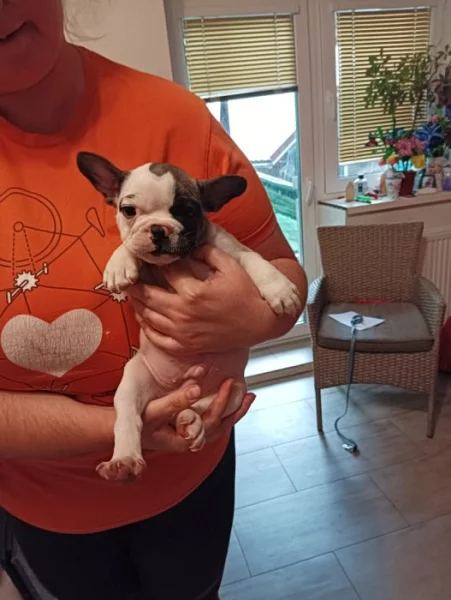 Francouzky buldoček