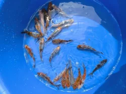 Výprodej KOI kaprů a zlatých karasú/shubunkinů