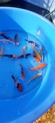 Výprodej KOI kaprů a zlatých karasú/shubunkinů