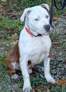 Americký stafordšírský teriér št. pejska s PP k odběru