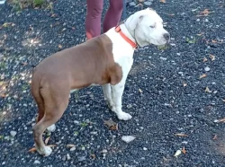 Americký stafordšírský teriér št. pejska s PP k odběru