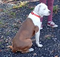 Americký stafordšírský teriér št. pejska s PP k odběru