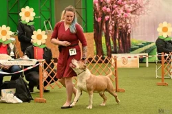 Americký stafordšírský teriér št. pejska s PP k odběru