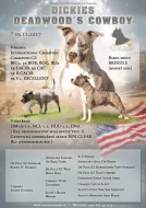 Americký stafordšírský teriér modrá št.,s P.P.Ihned k odběru