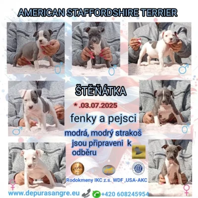 Americký stafordšírský teriér modrá št.,s P.P.Ihned k odběru