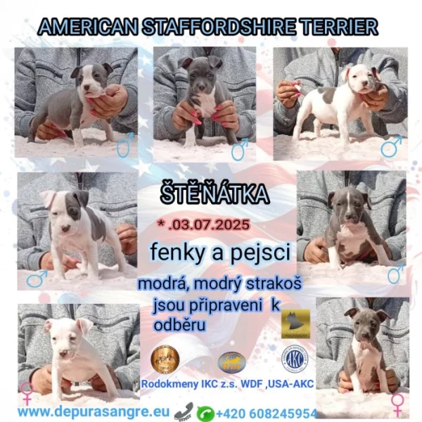 Americký stafordšírský teriér modrá št.,s P.P.Ihned k odběru