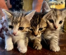 Koťátka k odběru