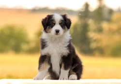 Australský ovčák s PP