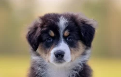 Australský ovčák s PP