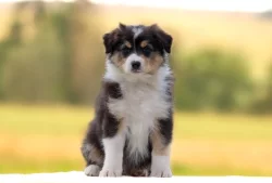 Australský ovčák s PP