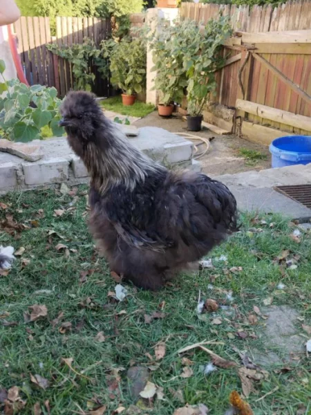 Kohouti hedvabničky USA