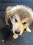 Štěňata aljašského malamuta – bez PP