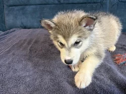 Štěňata aljašského malamuta – bez PP