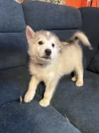 Štěňata aljašského malamuta – bez PP