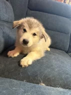 Štěňata aljašského malamuta – bez PP