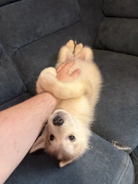 Štěňata aljašského malamuta – bez PP