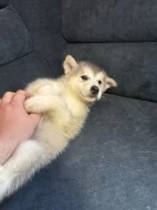 Štěňata aljašského malamuta – bez PP