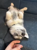 Štěňata aljašského malamuta – bez PP