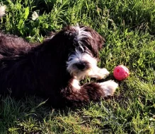 Pejsek bordoodle s PP