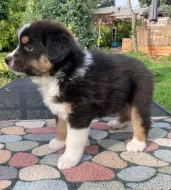 AUO s PP k odběru od 12.10.2025