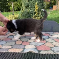 AUO s PP k odběru od 12.10.2025