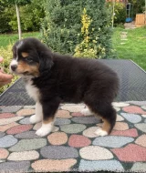 AUO s PP k odběru od 12.10.2025