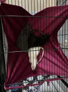 Daruji Potkany Dumbo