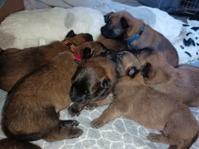 Nabízím štěňátka BOM s PP