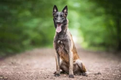 Nabízím štěňátka BOM s PP