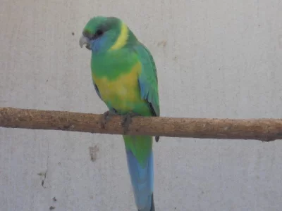 BARNARD KLONKURSKÝ KOUPÍM 0,1