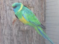 BARNARD KLONKURSKÝ KOUPÍM 0,1