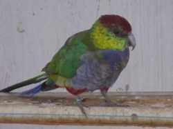 KOUPÍM  0,1 PAPOUŠEK ČERVENOČAPKOVÝ