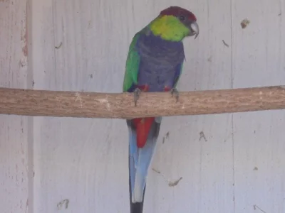 KOUPÍM  0,1 PAPOUŠEK ČERVENOČAPKOVÝ