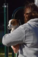 Jack Russel teriér s PP