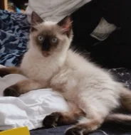 Prodám koťátka plemene Ragdoll