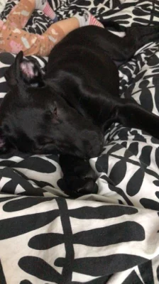 Prodám štěňátko labrador krizeny s ovcakem