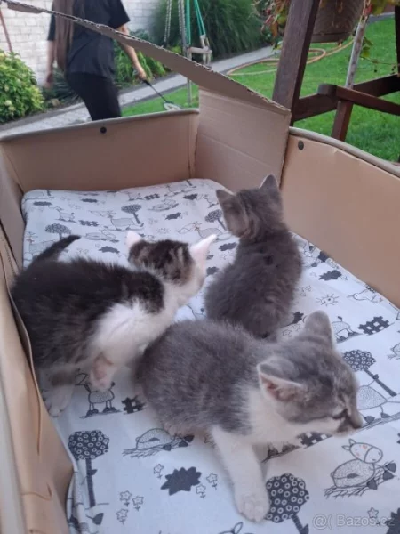 Darujeme koťátka