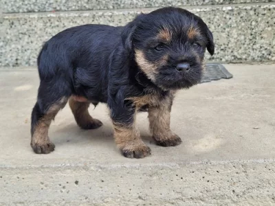 Prodám border teriéra s pp