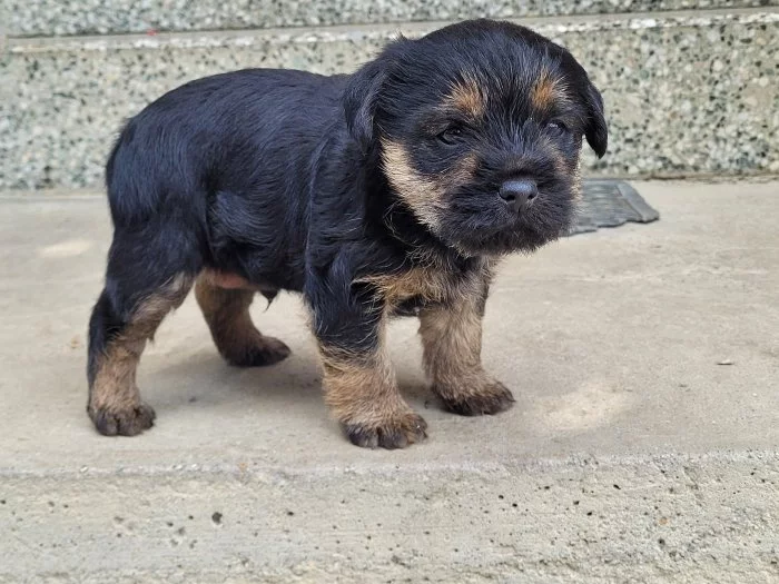 Prodám border teriéra s pp