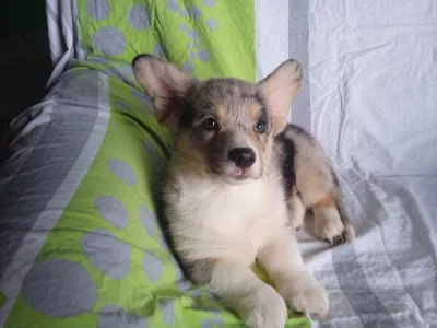 Welsh Corgi zbarvení Merle