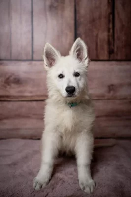 Bílý švýcarský ovčák štěňátka pp