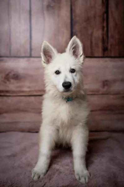 Bílý švýcarský ovčák štěňátka pp