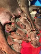 Cane Corso štěňátka s PP -narozená 23.9.2025